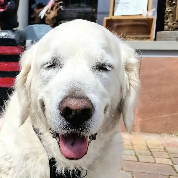 Anton, der weiße Golden Retriever von cottontattoo